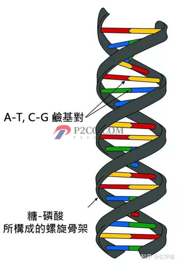 查出染色體異常對(duì)生孩子有什么影響(圖2)