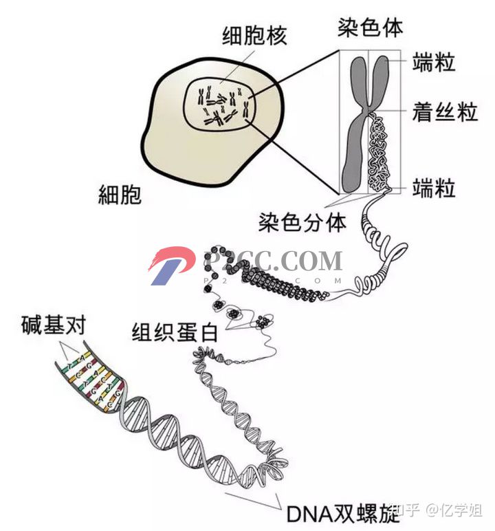 查出染色體異常對(duì)生孩子有什么影響(圖1)