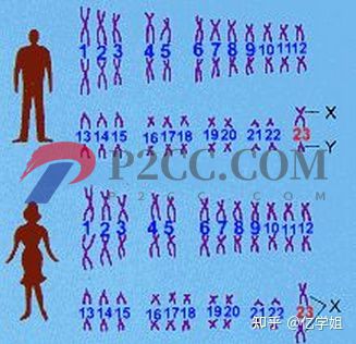 查出染色體異常對(duì)生孩子有什么影響(圖4)