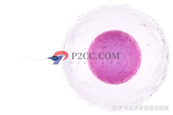 除了試管,這個高性價比的助孕技術(shù)你一定得知道(圖1)