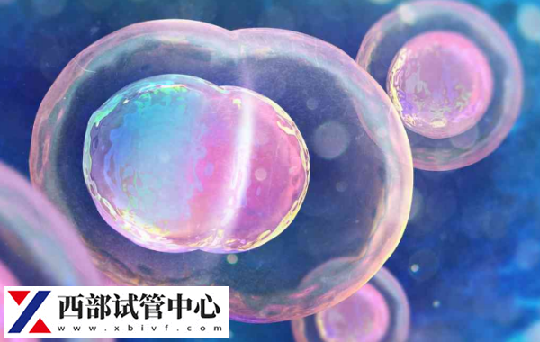 凍囊胚5bb雙胎的幾率