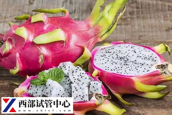 火龍果屬于熱帶水果