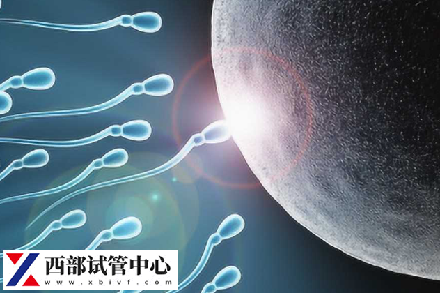 卵子和精子結(jié)合會形成受精卵