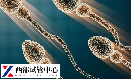 畸形精子占的比高況會影響生育功能