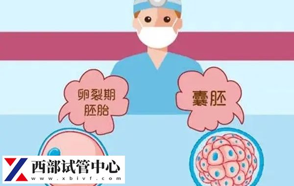 4級(jí)囊胚的著床成功率50-60%