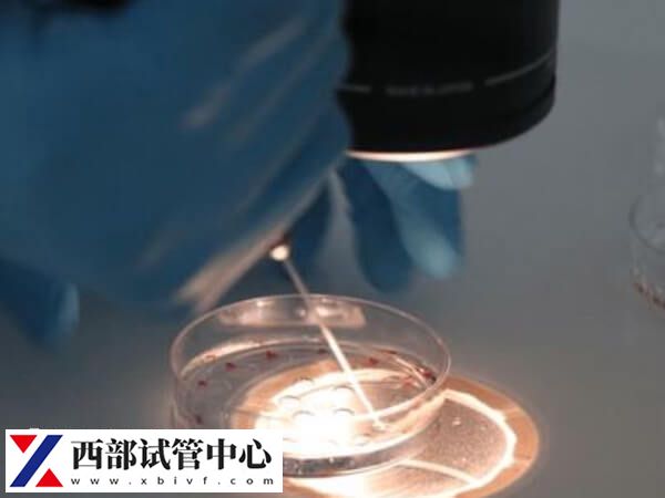 移植嵌合體百分之30胚胎有什么風(fēng)險(xiǎn)