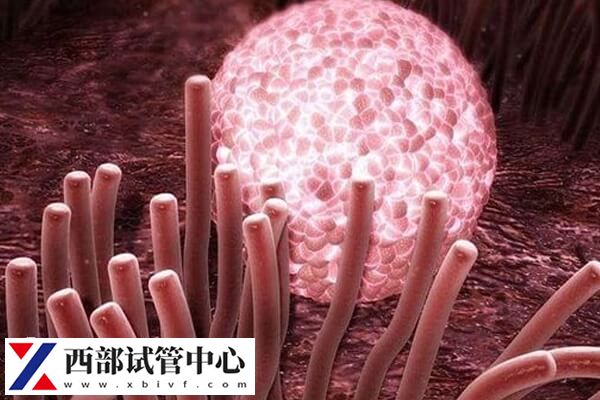 宮腔環(huán)境好鮮胚移植更容易成功