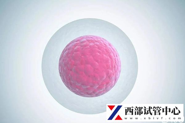 卵子質(zhì)量會影響試管成功率