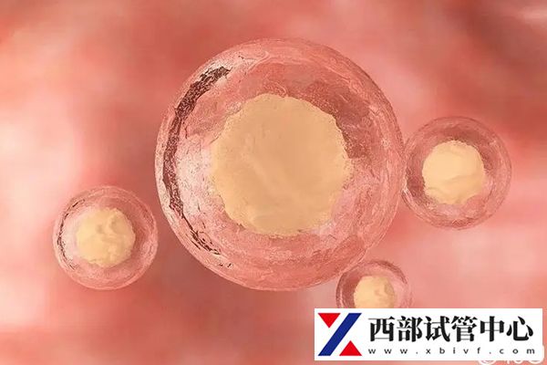 先進(jìn)試管設(shè)備能更好培育胚胎