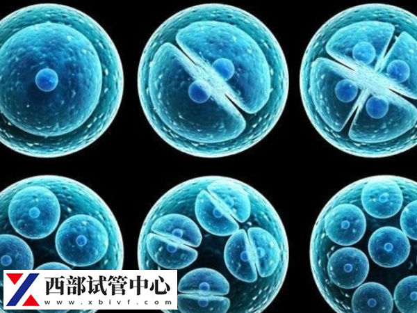 鮮胚可能在取卵后的第2天通知