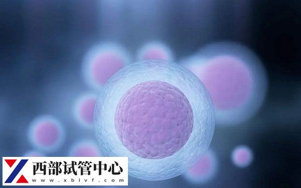 理想的卵泡數(shù)量范圍是8-15個