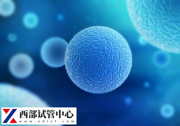 供精試管一次可以結(jié)合8-15個卵泡