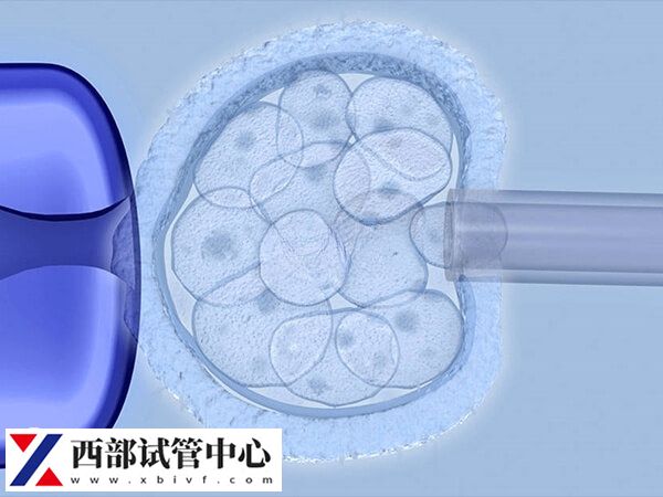三級胚胎也有可能發(fā)育成<a href=https://www.nzzt.cn/topic/143.html target=_blank class=infotextkey>囊胚</a>