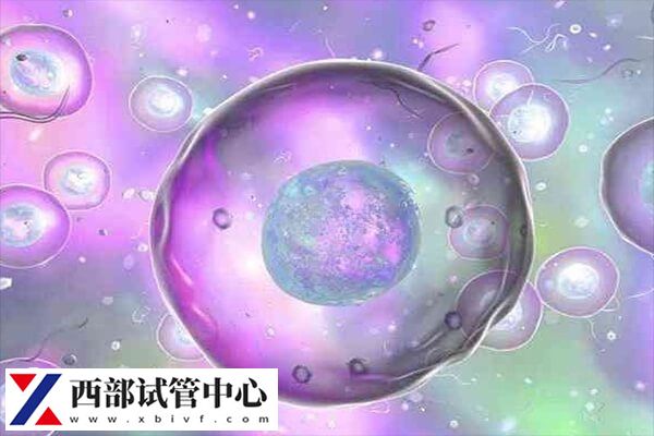 胚胎養(yǎng)囊的成功率取決于胚胎的質(zhì)量