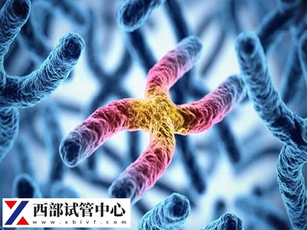 平衡易位可能會(huì)導(dǎo)致無(wú)精癥