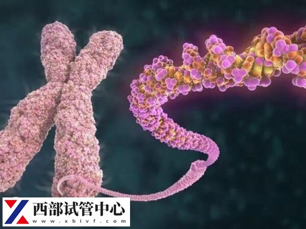 平衡易位發(fā)生無(wú)精癥的概率高